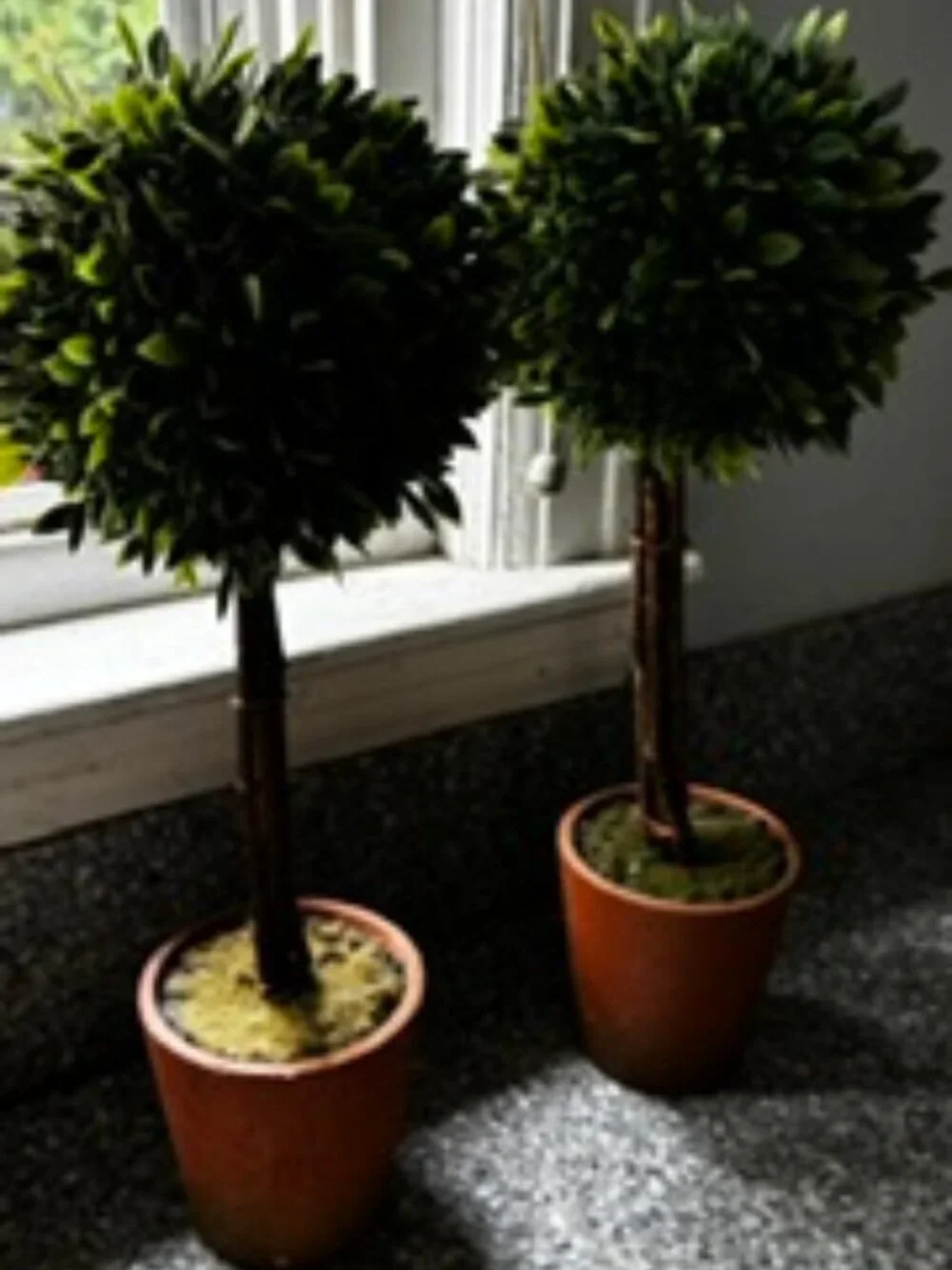 Twin Faux Boxwoods, 14